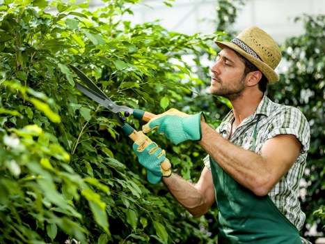 Team performing tree removal services