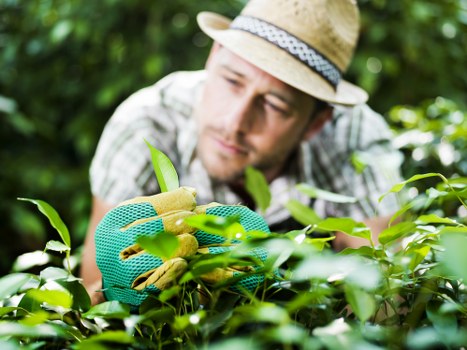Maintaining a healthy lawn between mowings
